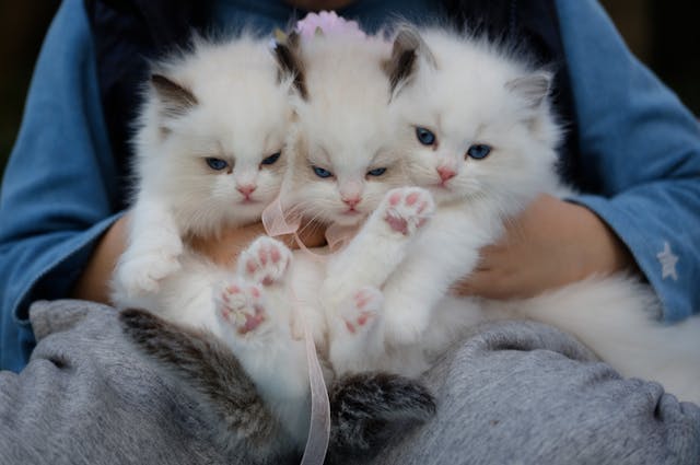 kittens