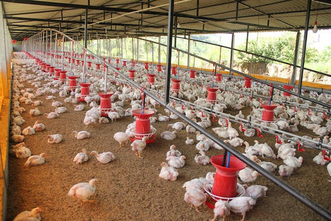 turkeys on a farm