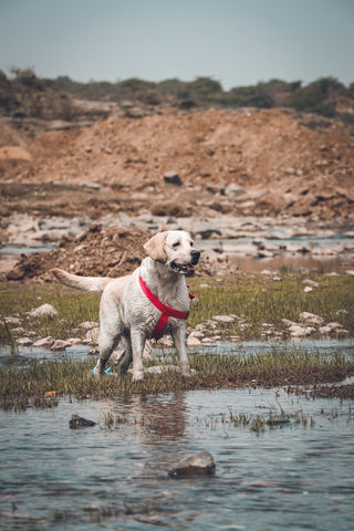 labrador retriever