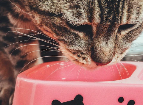 cat eating from bowl