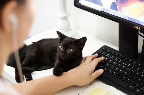 cat near computer