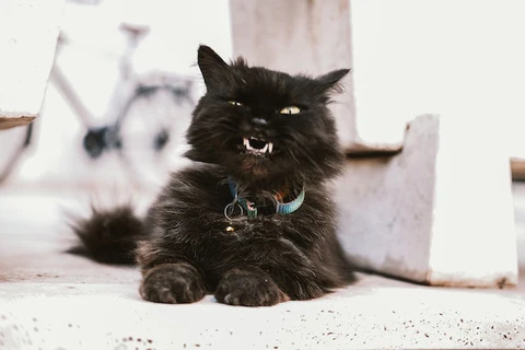 angry cat