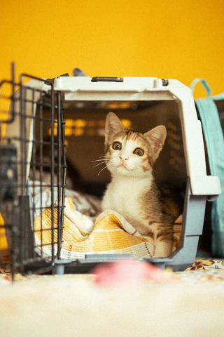 cat in a carrier