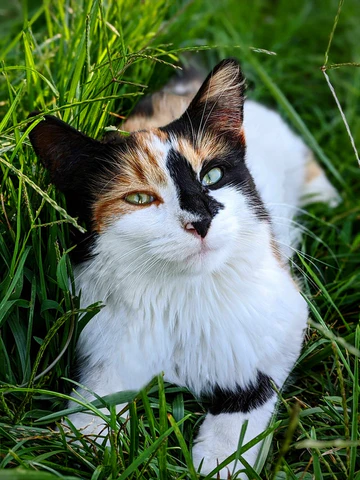 calico cat