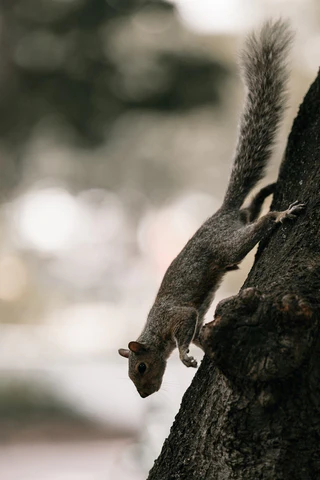 squirrel climbing down a tree