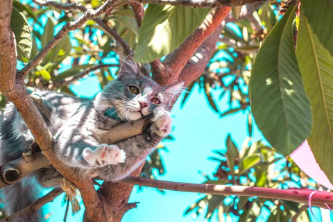 cat in a tree