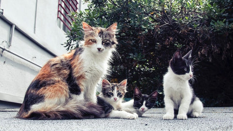 group of cats