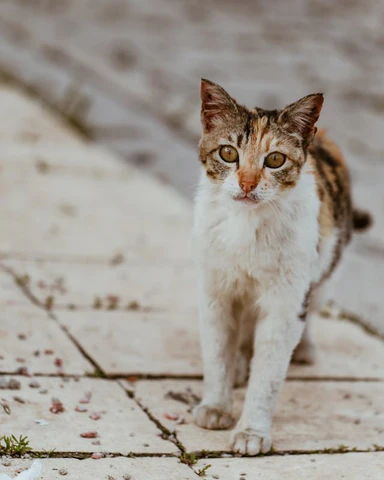 cat on the street