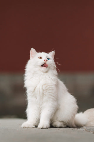 white cat breathing