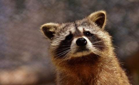 raccoon