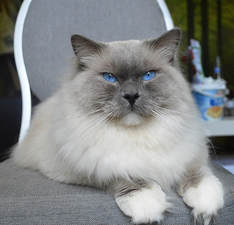 Ragdoll cat