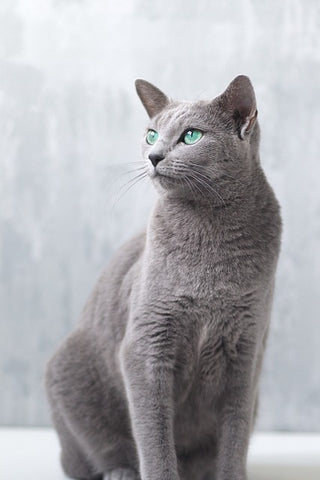 Russian Blue