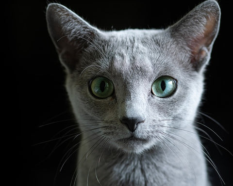 Russian Blue