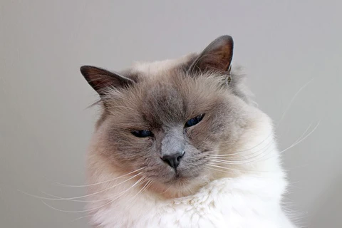 Birman cat