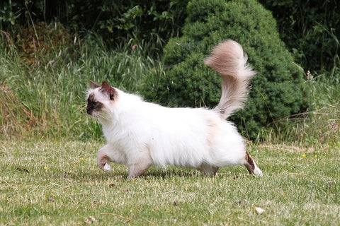 Birman cat