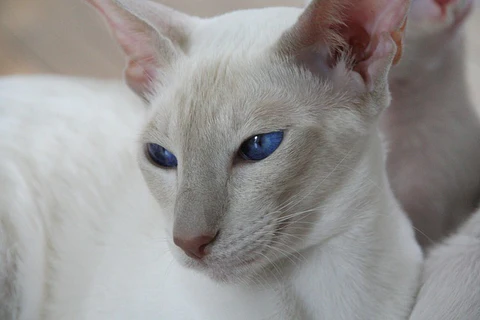 Siamese cat