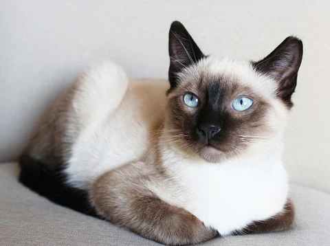 Siamese cat