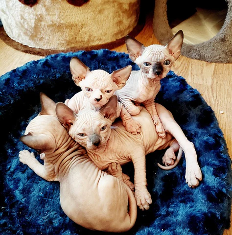 sphynx kitten