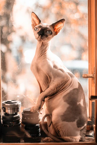 Sphynx cat