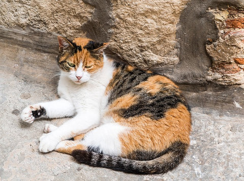 calico with large patches of white fur