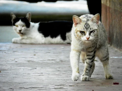 two stray cats