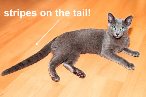 russian blue with stripes on the tail