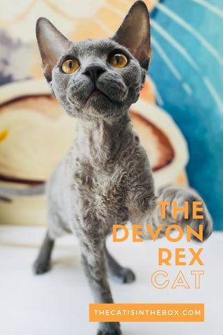 Devon Rex Pinterest-friendly pin