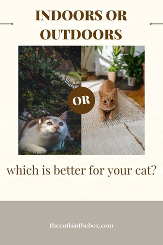 Indoors or outdoors? Which is better for your cat - Pinterest-friendly pin