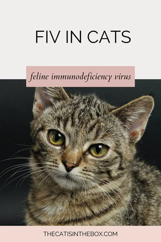 FIV in cats Pinterest-friendly pin