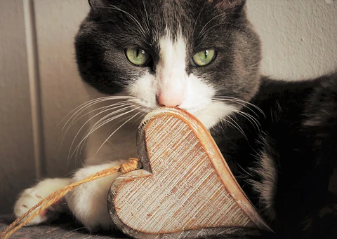 cat with wooden heart