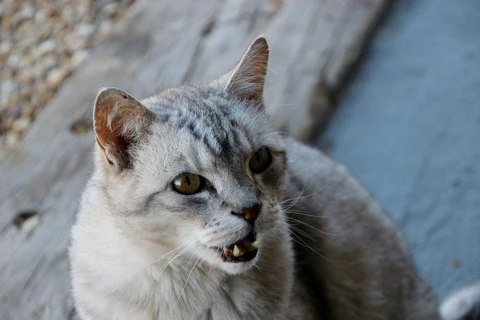 growling silver cat