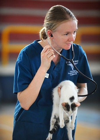 cat and veterinarian