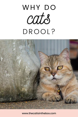 why do cats drool? - Pinterest-friendly pin