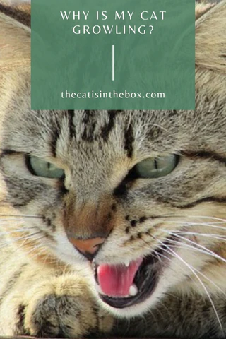 Why is my cat growling? Pinterest Friendly Pin