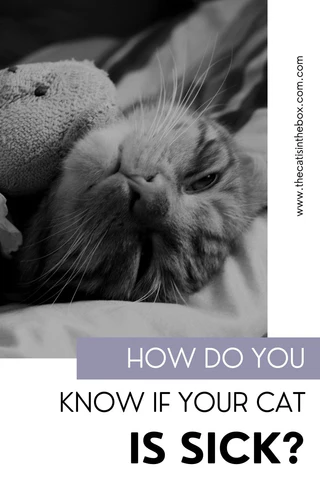 How do you know if your cat is sick?