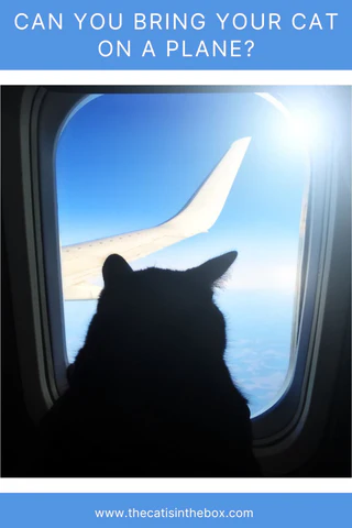 CAn you bring your cat on a plane? Pinterest-friendly pin