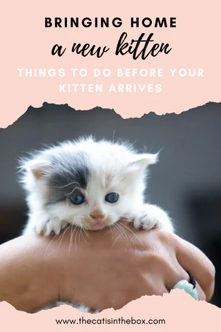 bringing home a new kitten - Pinterest friendly pin