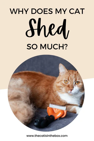 WHY DOES MY CAT SHED SO MUCH - PINTEREST-FRIENDLY PIN