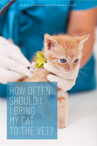 How often should I bring my cat to the vet - Pinterest-friendly pin