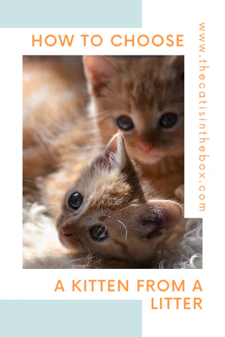 how to choose a kitten from a litter - pinterest-friendly pin