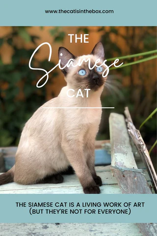 The Siamese Cat - Pinterest-friendly pin