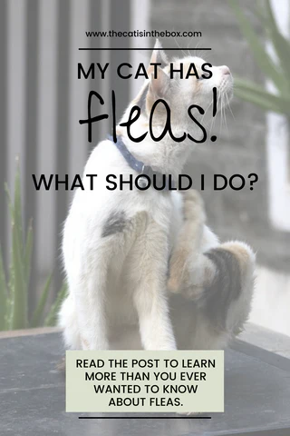 My cat has fleas - Pinterest-friendly pin