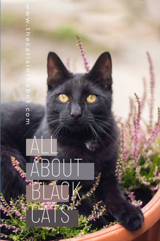 all about black cats Pinterest friendly pin