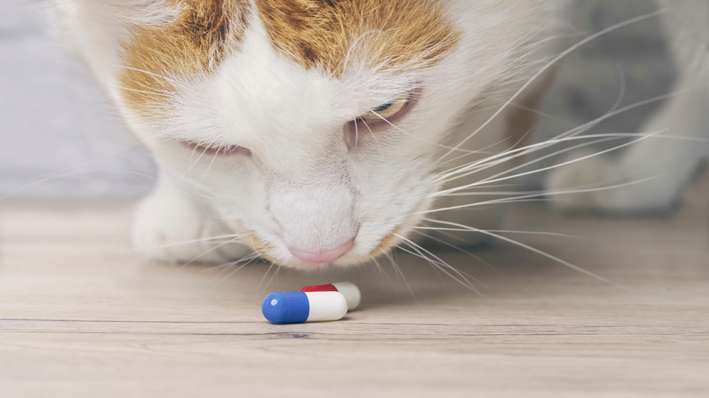 Flavored capsules for pets