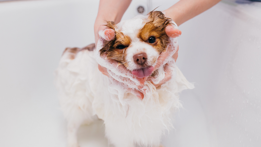 Dog shampoo