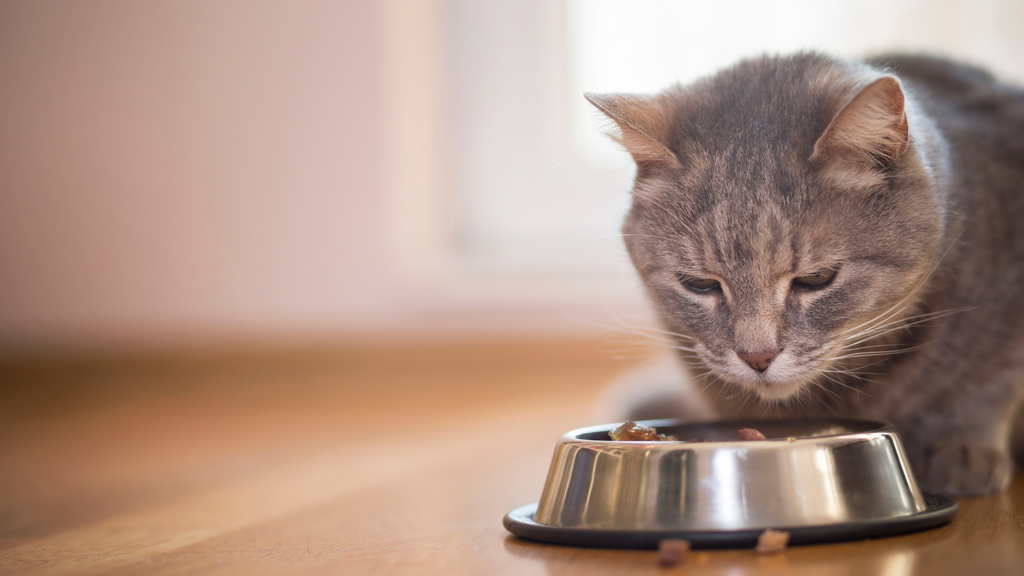 Cat taking a capsule by Capsuline