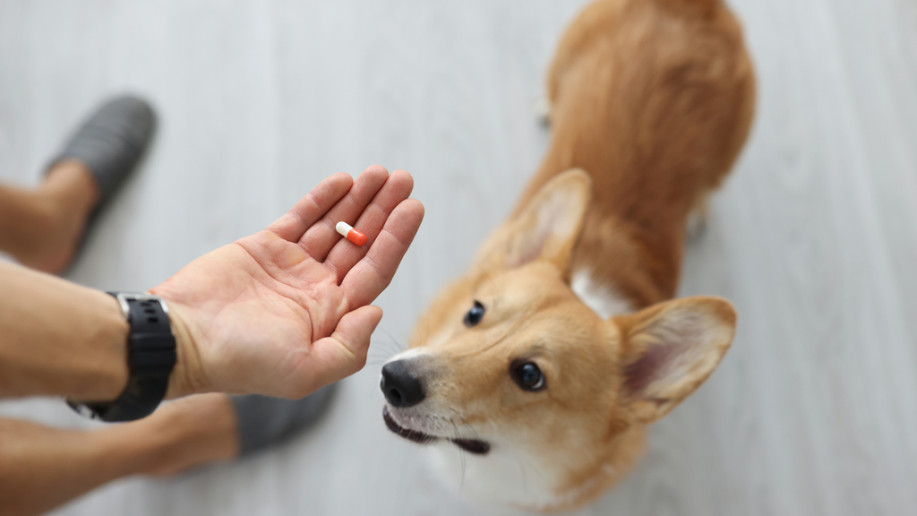 Empty capsules for dogs