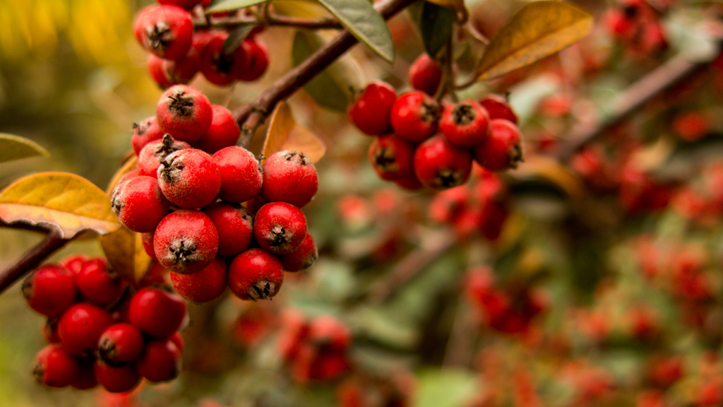 Health Benefits of Hawthorn Berry