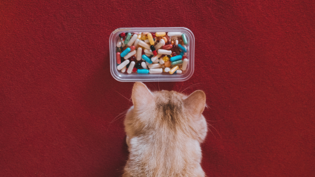 Medicate you cat with pill capsules