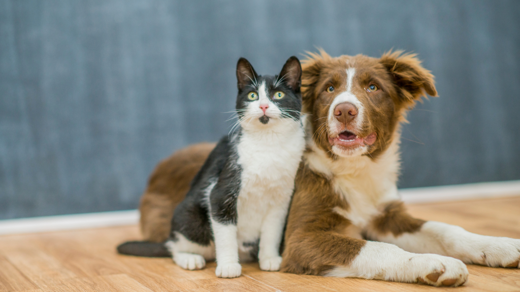 PetCaps, empty Capsules for cats and dogs